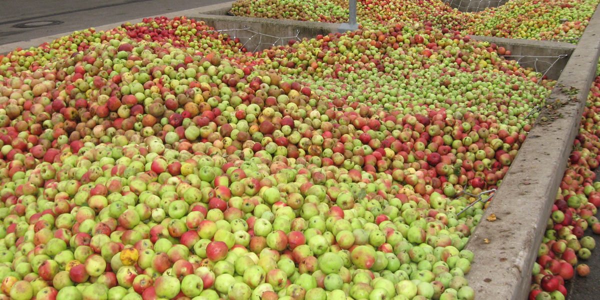 sehr viele Äpfel