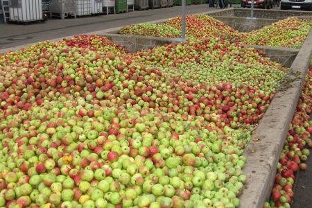 sehr viele Äpfel