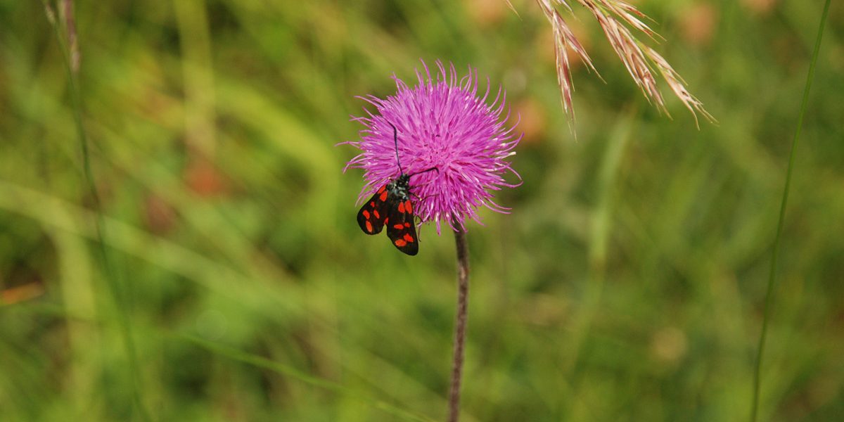 Käfer an einer Wiesenblume