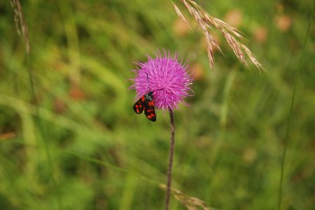 Käfer an einer Wiesenblume