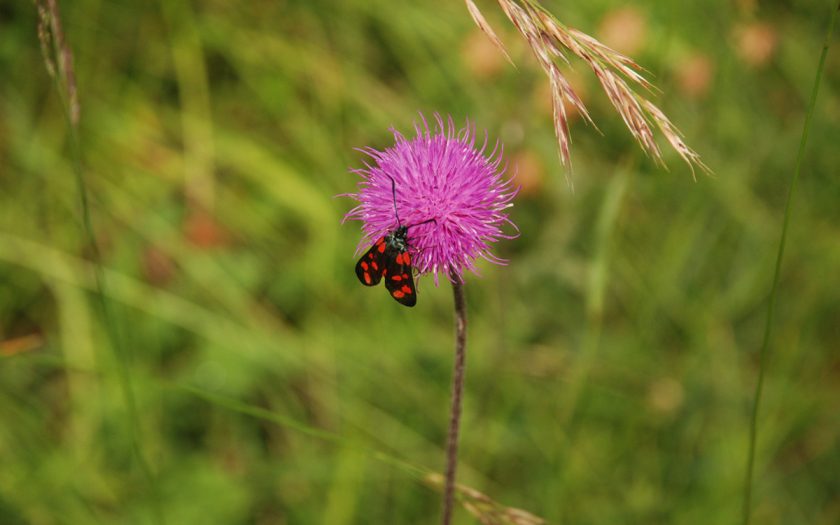 Käfer an einer Wiesenblume