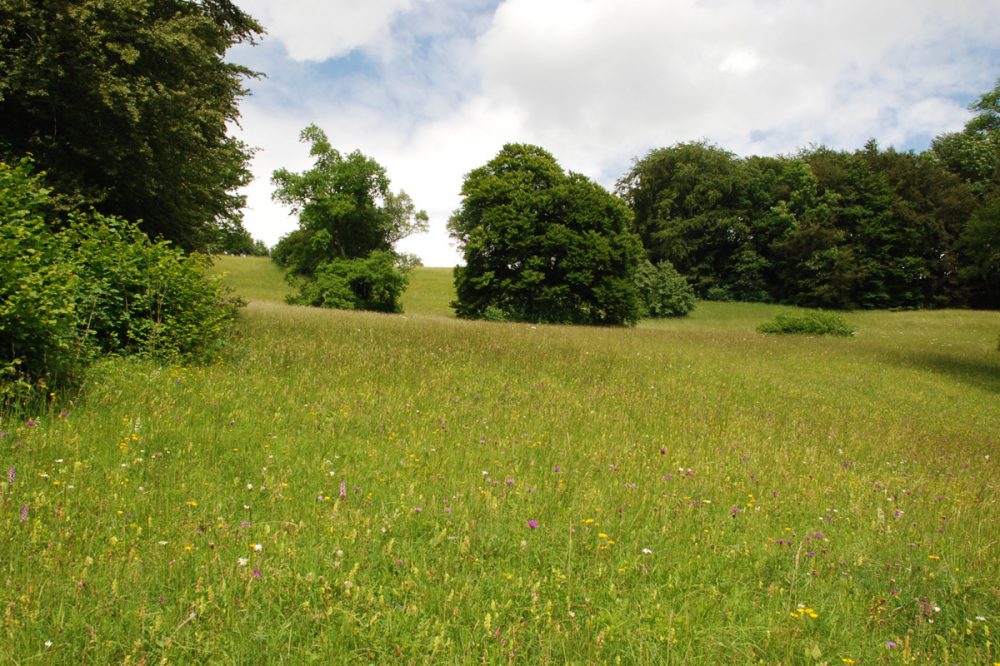 baumbestandene Wiese