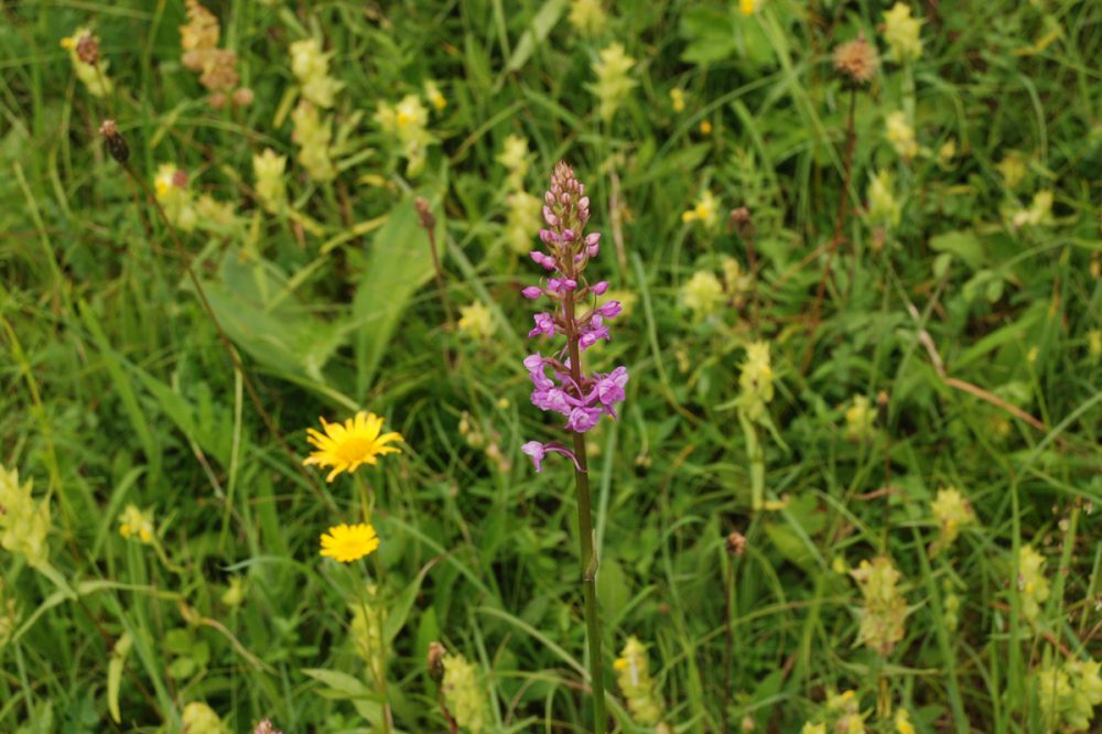 Blütenpracht auf einer Wiese