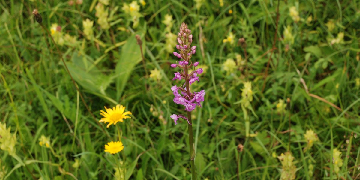 Blütenpracht auf einer Wiese