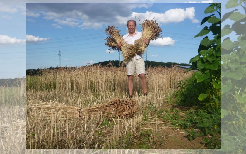 Mann mit Getreidebündeln auf einem Feld