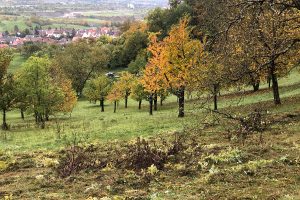 Herbstliche Obstbaumwiese