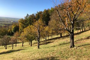 Bäume auf einer herbstlichen Wiese