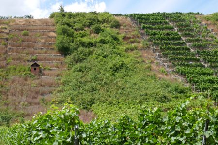 Blick auf einen steilen Weinberg, der teilweise verwildert