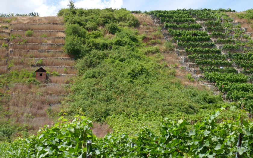 Blick auf einen steilen Weinberg, der teilweise verwildert