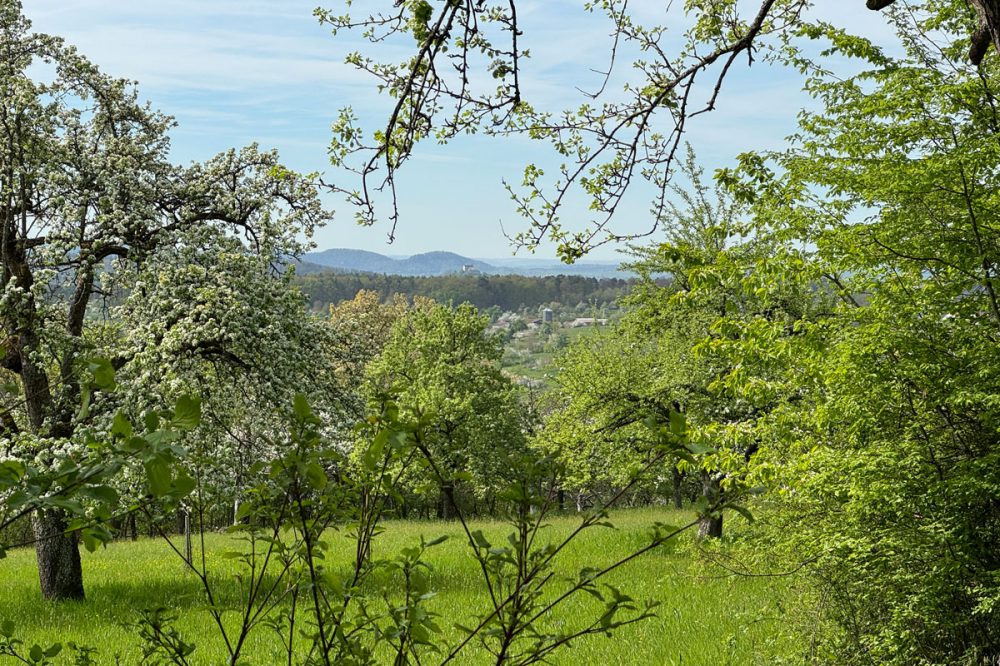 Sommerliche Obstbäume vor einem Blick in die weite Landschaft