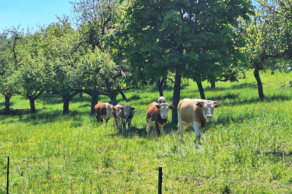 Kühe auf einer Weide mit Obstbäumen