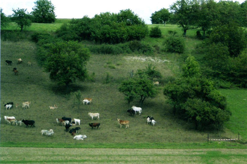 Rinder auf einer Wiese