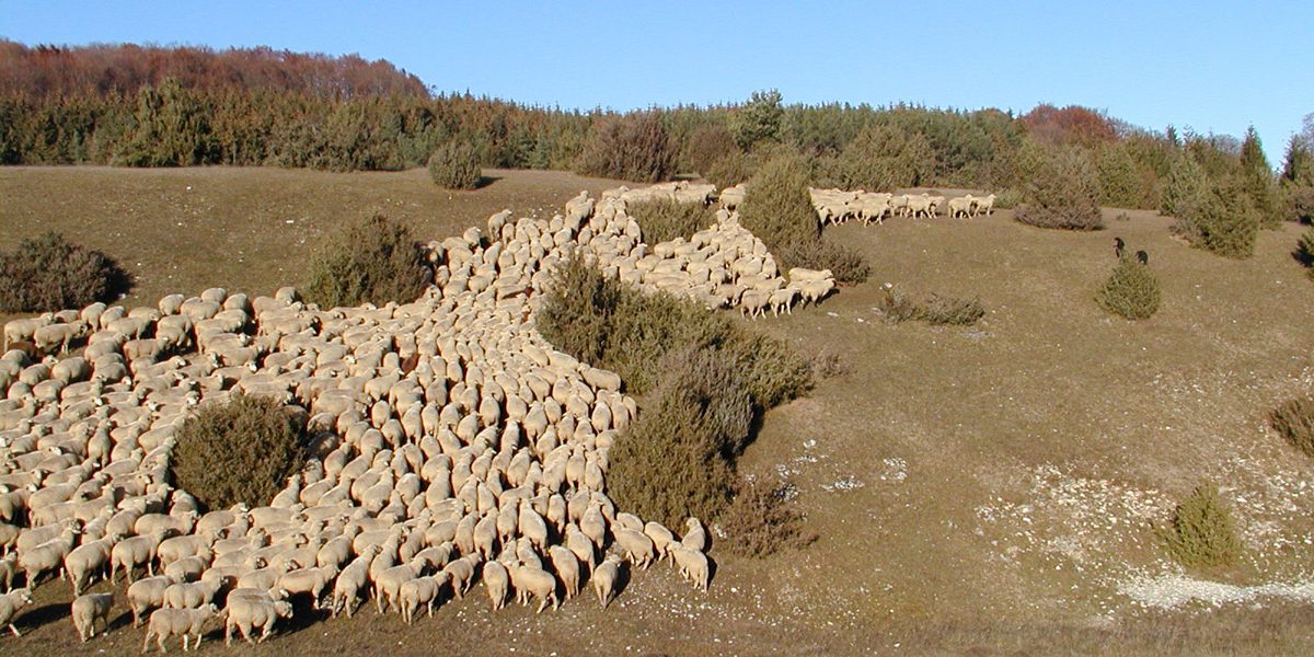 Schafherde auf einer Heide
