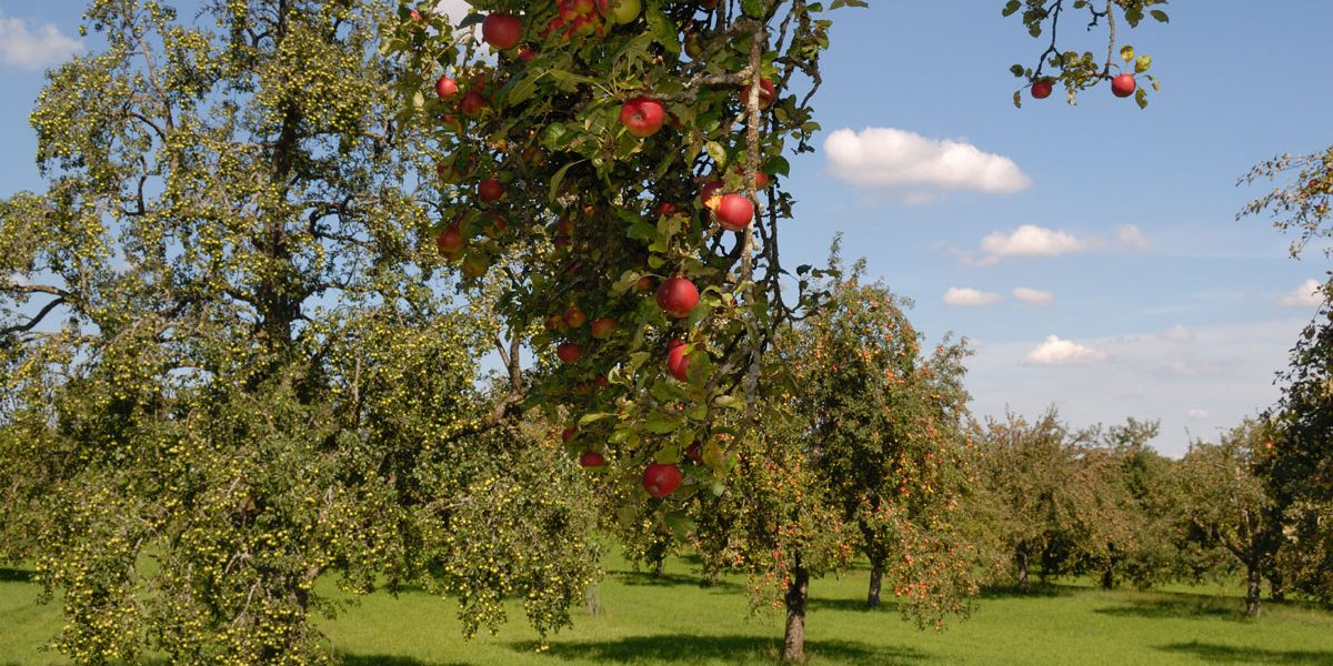 prächtige Apfelbäume