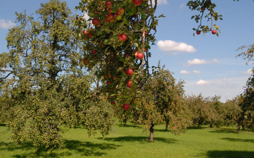 prächtige Apfelbäume