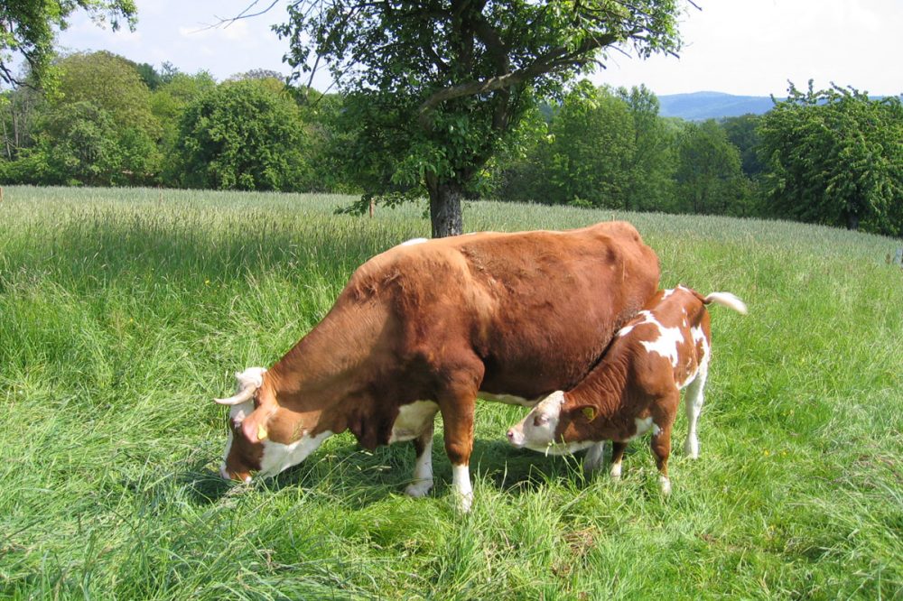 Kuh mit Kalb auf einer Wiese