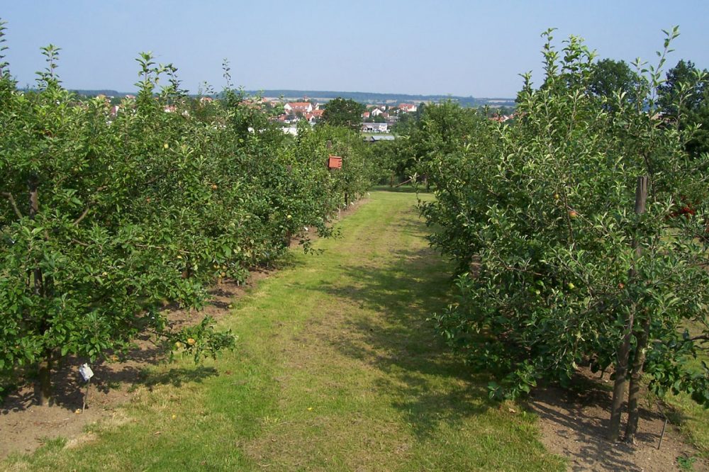 Obstbaumwiese