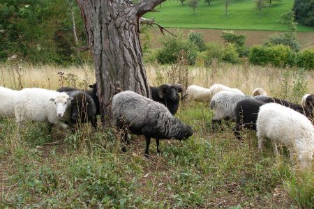 Schafe an einem Baum