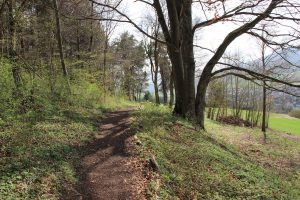 Waldweg mit Blick ins Tal