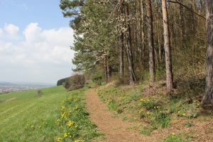Waldrand mit Blick ins Tal