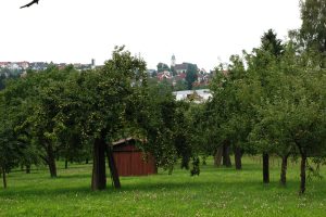 Obstwiese
