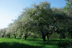 Streuobstwiese in voller Blüte