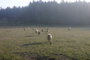 Schafe auf einer Wiese