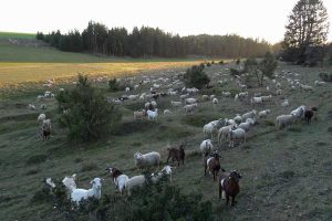 Schafe und Ziegen auf einer Wiese