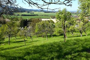 Obstwiese