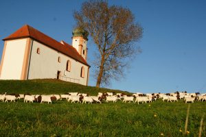 Ziegen vor einer Kapelle
