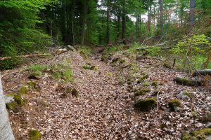 Weg im Wald