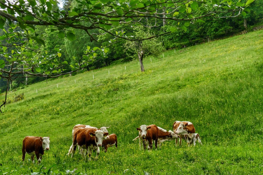 Kühe auf der Weide