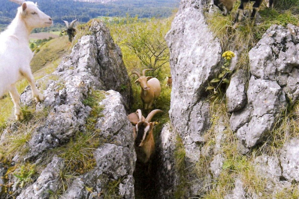 Ziegen in einer Felsspalte