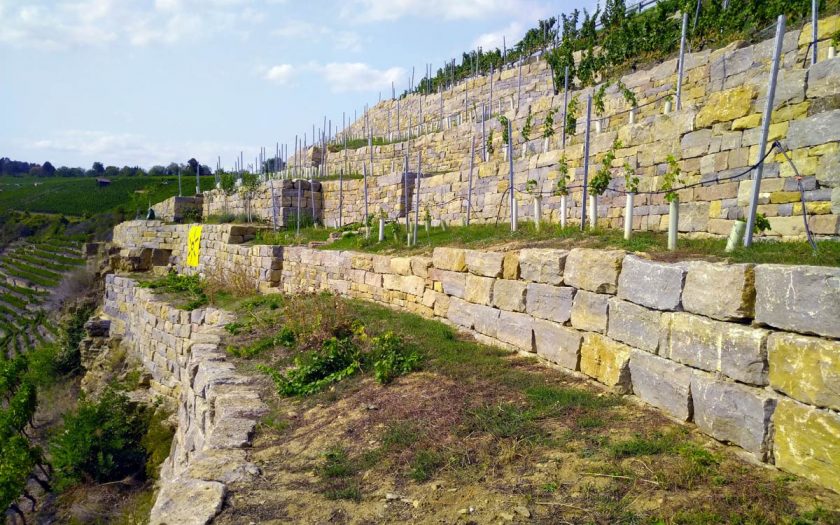 Sanierte Mauern in einem steilen Weinberg