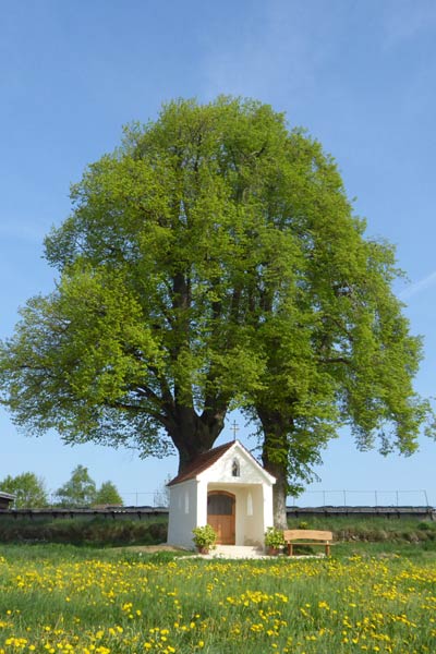Kapelle vor zwei hohen Bäumen