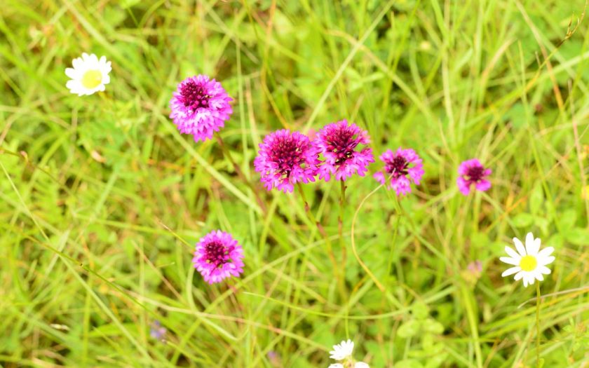 rotblühende Pflanzen auf einer Wiese