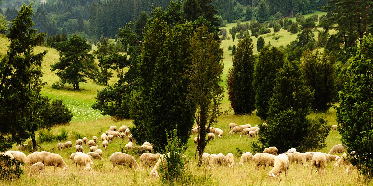 Schafe weiden auf einer Wiese