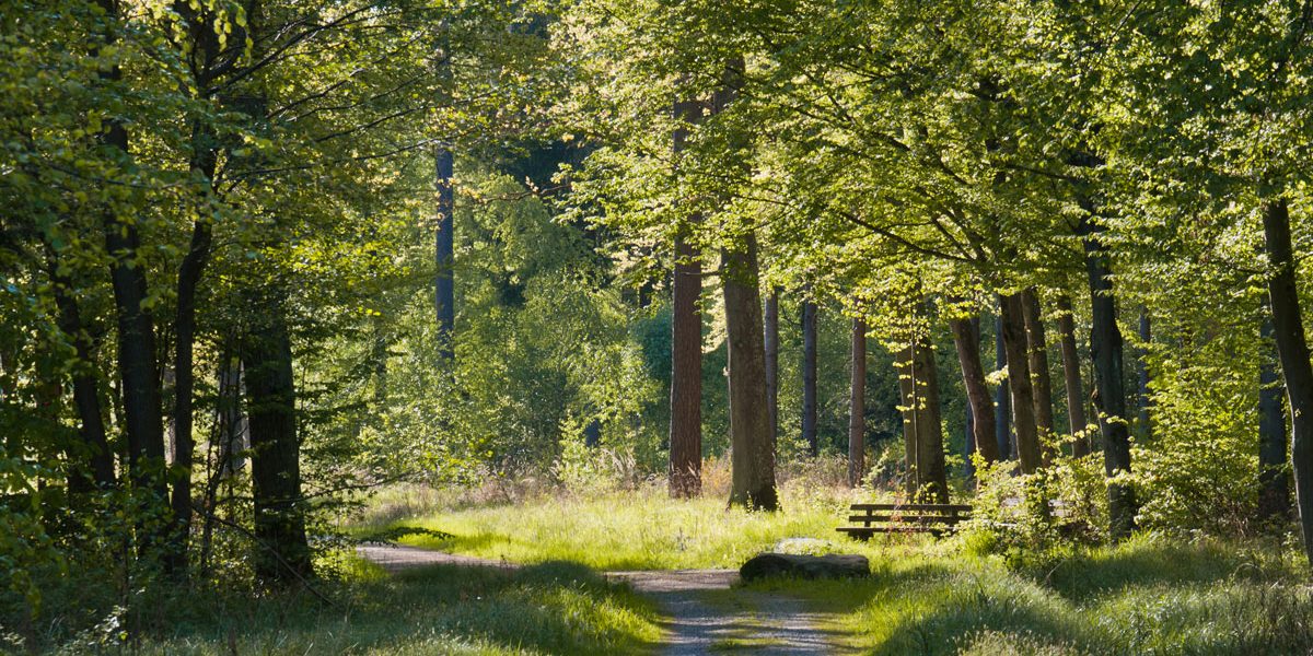 Weg durch den dichten Wald