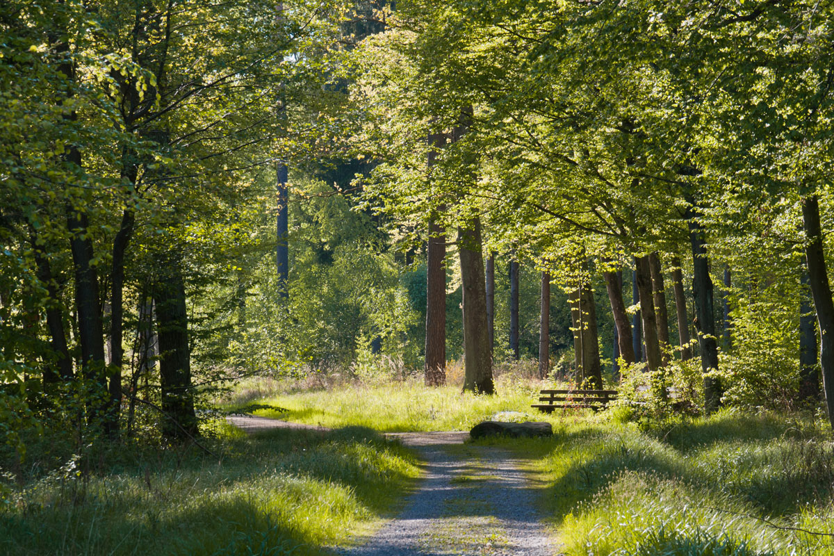 Wald für Generationen – Gesunder Wald, gesunde Menschen