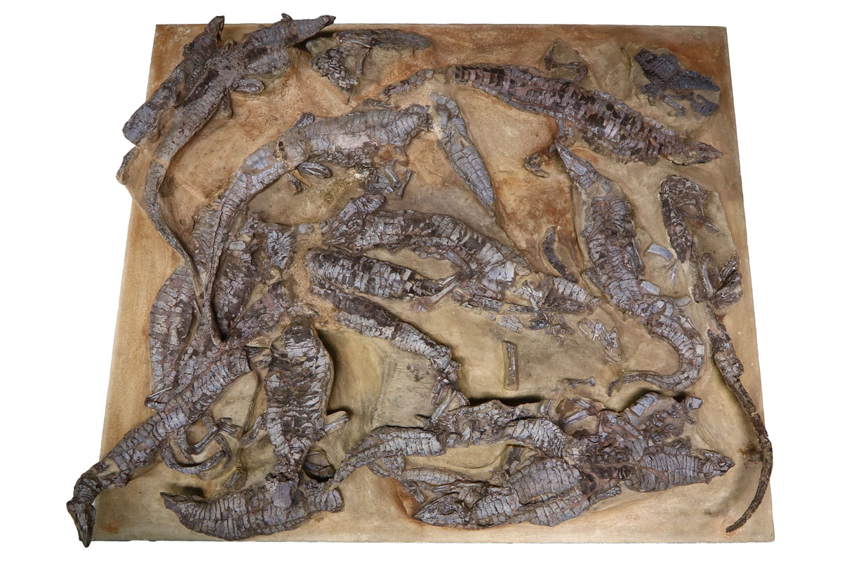 Finder, Forscher und Mäzene (Naturkundemuseum Stuttgart)