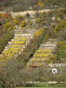 Blick auf einen steilen Weinberg, der teilweise verwildert