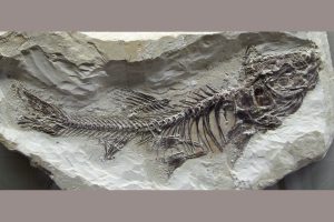 Finder, Forscher und Mäzene (Naturkundemuseum Stuttgart)