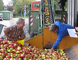 Zwei Männer sortieren Äpfel