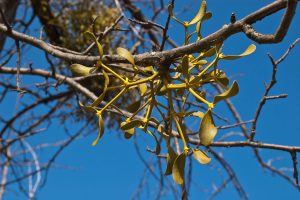Die Mistel im Obstbaum –  Biologie und Bekämpfung