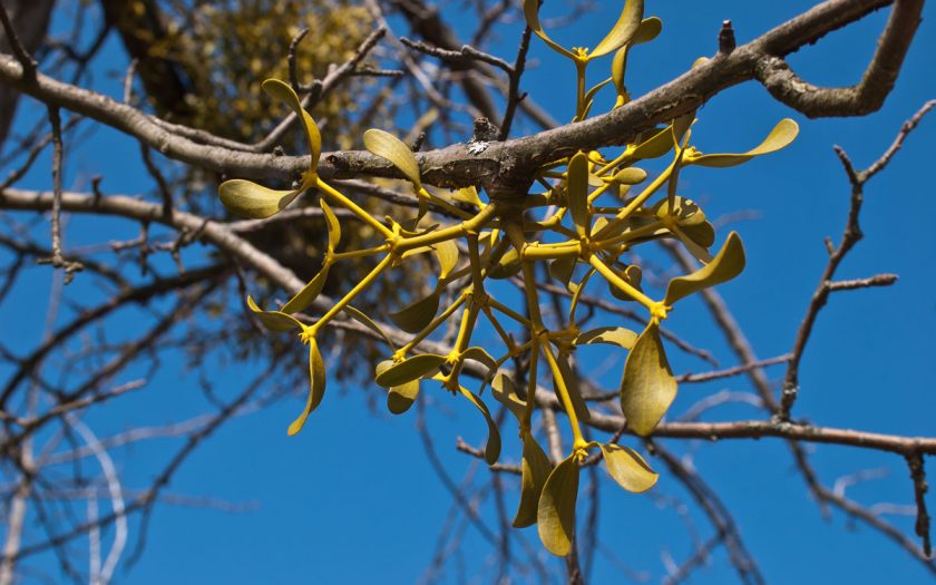 Mistelzweig an einem Baum