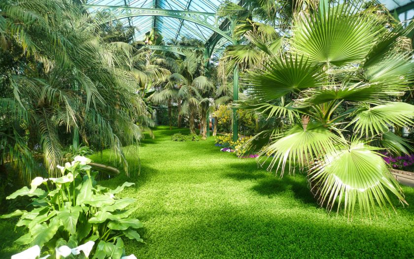 Pflanzen in einem Gewächshaus