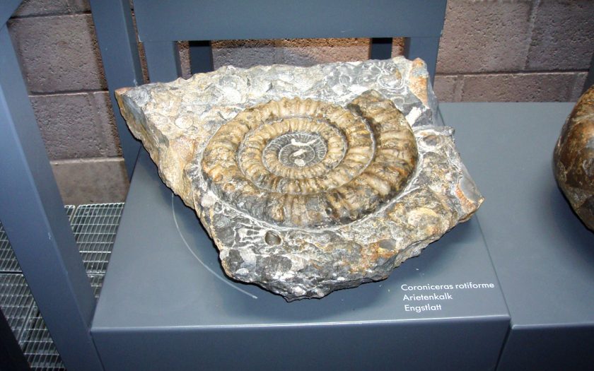 Fossil in einer Ausstellung