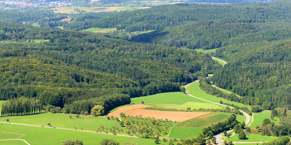 Luftaufnahme eines Waldgebiets