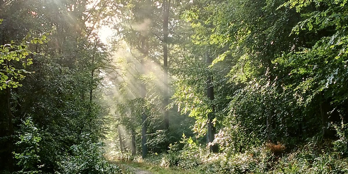 Waldweg zwischen dichten Bäumen