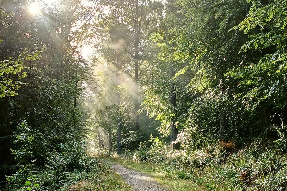 Herbstlicher Waldspaziergang zum Clara-Zetkin-Haus